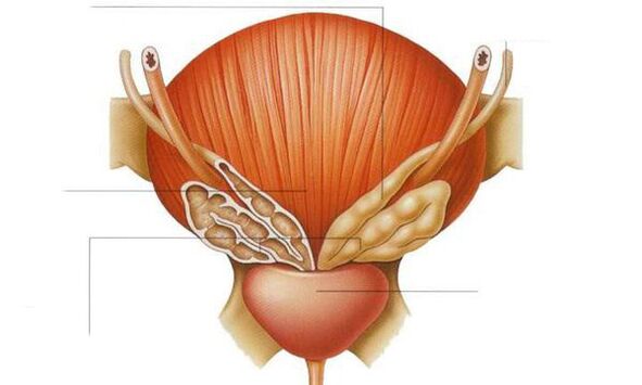 anatomy sa prostate