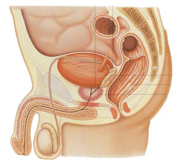 diin ang prostate gland